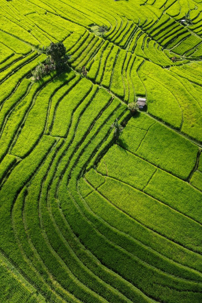 Jatiluwih rice terrace shore excursion Bali