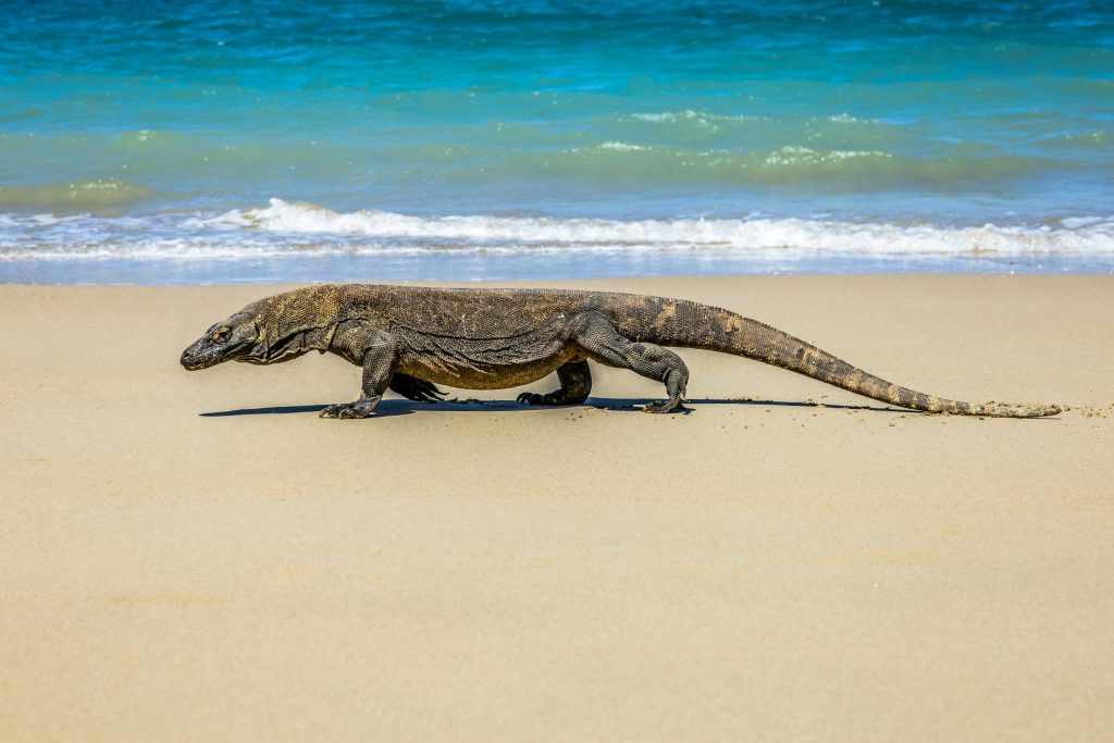 Komodo Rinca Sumba Flores Labuan Bajo tour packages