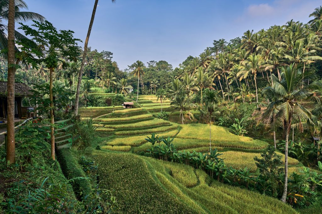 Bali Java Lombok Gili Borneo Sumatera Sumba Komodo tour packages