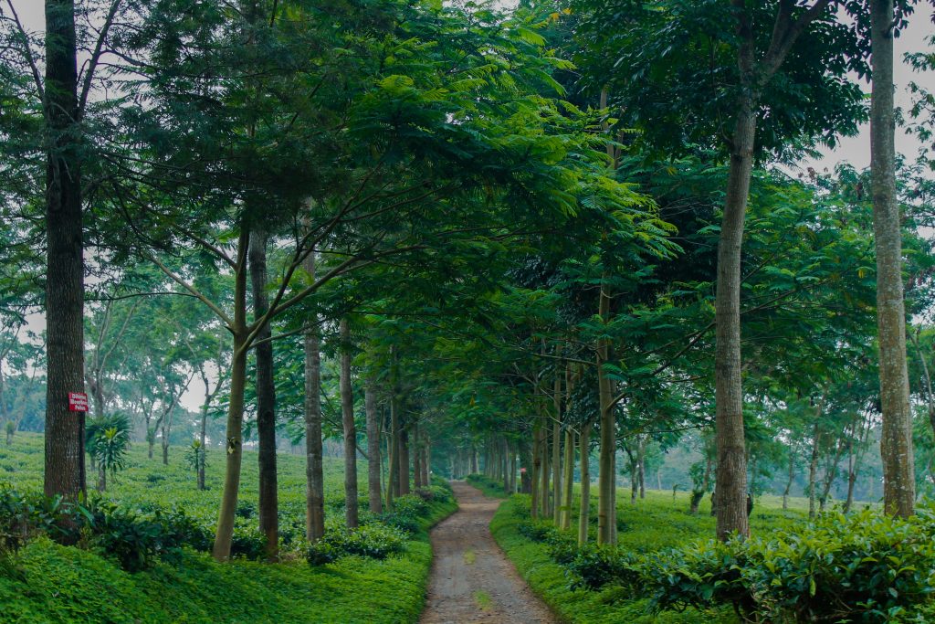 Cruise ship traveler Surabaya port tea plantation